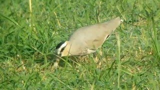 Sociable Lapwing Barka [upl. by Augie]