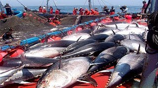 Everyone should watch this Fishermens video  Catch Hundreds Tons of Giant Bluefin Tuna Fish [upl. by Koffman]