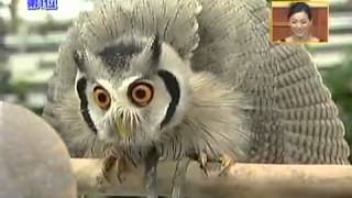 Meet the incredible Japanese transforming owl [upl. by Nolrak]