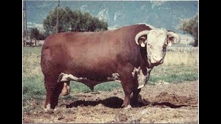 Hereford bulls stout and thick [upl. by Sigismund361]