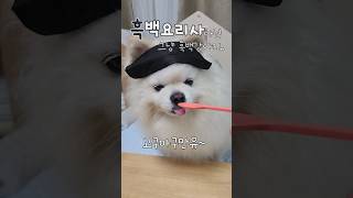 흑백요리사 이번엔 고구마구만유🍠 funny 흑백요리사 pomeranian doglover [upl. by Sahpec159]