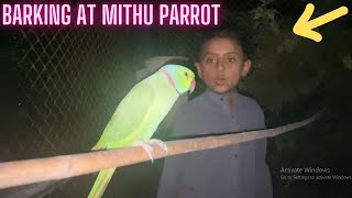 Barking at Mithu parrot [upl. by Gwendolyn]