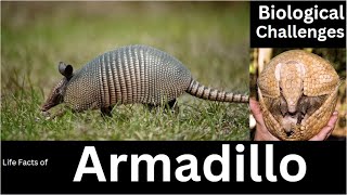 Armadillo [upl. by Evin229]