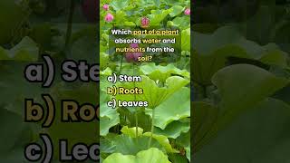 Only Botanists Can Pass This Plant Quiz  Can You quiz trivia quiztime [upl. by Aroel]