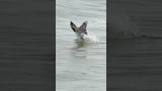 Amazing Osprey footage This is how the more experienced birds hunt [upl. by Harriot]