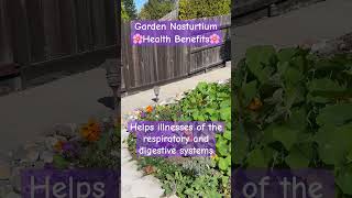 Grow Garden Nasturtium  Health Benefits shorts garden gardening medicinal plants [upl. by Eseerahs]