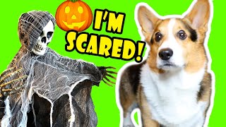 Making my CORGI a Haunted House of Horrors  Too Spooky 🐾👻 🎃  Life After College Ep 690 [upl. by Htiekal853]