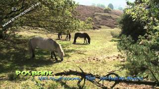 Icelandic horses  IJslanders grazen op de Posbank Veluwe [upl. by Elleina]