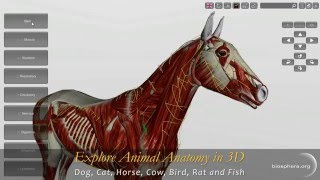 Explore Animal Anatomy in 3D Dog Cat Horse Cow Bird Rat and Fish [upl. by Mailliw650]