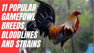 11 Popular Gamefowl Breeds Bloodlines and Strains [upl. by Coral650]