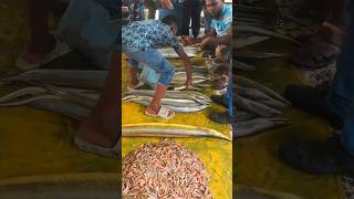 কক্সবাজার ফিসারিজ ঘাট। Coxs Bazar fishery ghat coxsbazar seafood sea seafish সামদ্রিকমাছ [upl. by Ellennahs859]