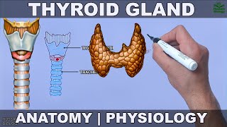 Thyroid Gland  Anatomy Physiology and Histology [upl. by Astred]