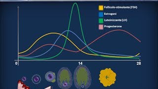 Embriologia 01  Apparati riproduttori e ciclo ovarico [upl. by Perlie186]