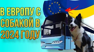 Что нужно чтобы поехать с собакой в Европу в 2024 году  bordercollie okkidokki [upl. by Marcelia]