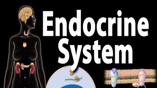 the endocrine system endocrine glands hormones functions [upl. by Ettelliw744]