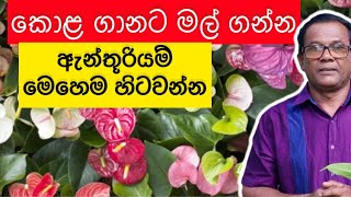 ගෙදර ඉදන් සල්ලි හොයන්න හොදම විදිය  Anthurium Wagawa  Ceylon Agri Episode 150 [upl. by Hege174]