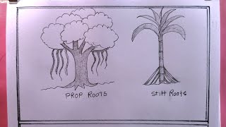 How To Draw Types Of Adventitious RootProp RootStilt Root [upl. by Yalonda]