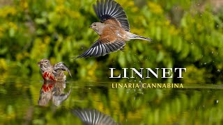 The linnet [upl. by Armando807]