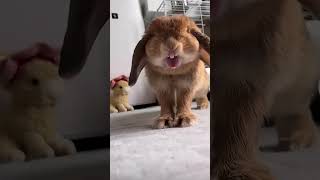 You’ve Never Seen Rabbits This Funny 🤣🐰  Adorable Bunnies [upl. by Shirah]