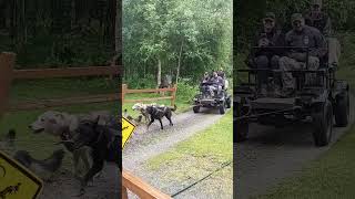 dog sled ride at the Iditarod museum in Wasilla Alaska [upl. by Rizzo80]