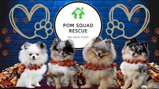 Episode 55 Volunteering with the Pom Squad [upl. by Templeton]