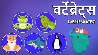 वर्टेब्रेट्स  Vertebrates In Hindi  कशेरुका  Dr Binocs Show हदट्टडीवले जानवर Educational Videos [upl. by Edouard]