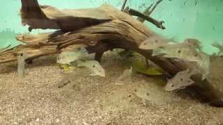 Geophagus sp quotTapajos Red Headquot 710 cm [upl. by Michale441]