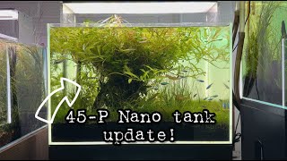 45P Nano tank Update [upl. by Maxama]