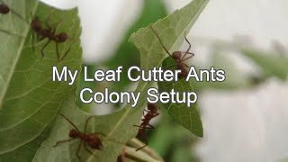 Leaf Cutter Ants Colony Setup Acromyrmex Echinatior [upl. by Lrem]