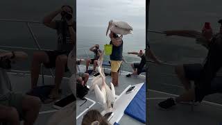 Feeding Namibian pelicans on the boat [upl. by Doggett32]