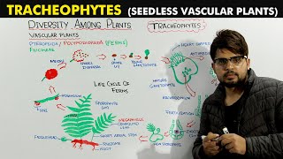 Seed Less Vascular Plants Tracheophytes Detailed Lecture [upl. by Eicyac643]