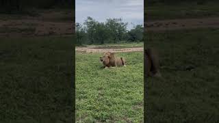 Epic Lion Roar  King of Beasts at Serengeti National Park shorts [upl. by Gans664]