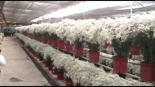 Gypsophila farm visit FLOWEX 2016 [upl. by Gretta157]