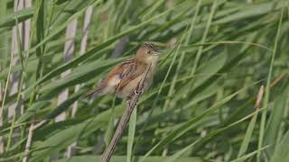 Goldenheaded Cisticola [upl. by Alleusnoc]