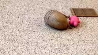 Rollie a southern threebanded armadillo playing [upl. by Walters]