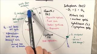 AS Biology  Cell cycle OCR A Chapter 61 [upl. by Rosalie]