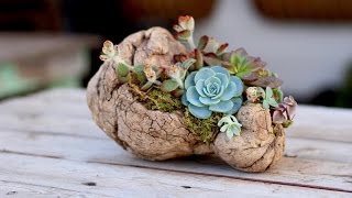 How to Plant Succulents on Driftwood without soil [upl. by Hestia803]