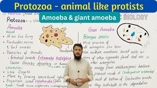 major groups of protista  amoeba and giant amoeba  class 11 [upl. by Relyuhcs]