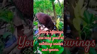 The lapwing is very good at catching snakes birds music nature [upl. by Lillith]