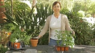 How to Harden Off a Tomato Plant  Garden Space [upl. by Clarence282]