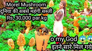 Morel Mushroom Gucchi One of The Most Expensive Mushroom Himachal Pradesh [upl. by Inanak]