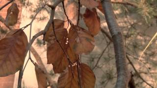 Fagus sylvatica Purple Fountain Purple Fountain European Beech [upl. by Haney386]