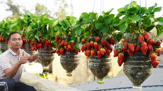 Growing Strawberries in Plastic Bottles  Surprising Results [upl. by Issy214]