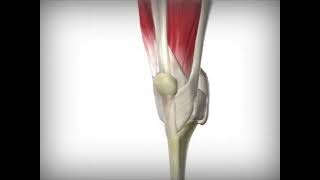 Knee Joint Animation [upl. by Acisej685]