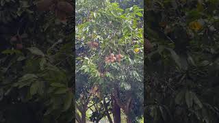 Mamey Sapote tree  fruit tree outdoor [upl. by Carma]