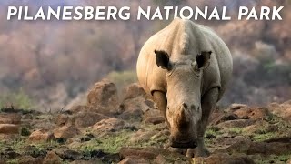 Secrets of Pilanesberg National Park  South Africa  Safari [upl. by Suoirred380]