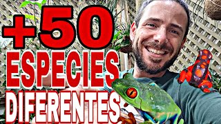 MAS de 50 ESPECIES ALUCINANTES Ranas Lagartos Serpientes Tortugas Tarantulas Tritones 😱🦎🐢🐍 [upl. by Nahtanohj136]