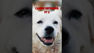 What is canine distemper [upl. by Elsilrac]