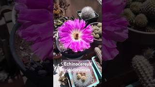 Echinocereus rigidissimus flower 🌷echinocereusrigidissimus succulent cactus plants [upl. by Ahsla451]