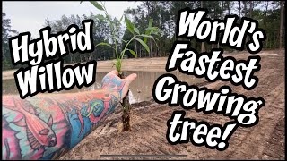 Planting Hybrid Willow Cuttings  Fastest Growing tree [upl. by Keon797]